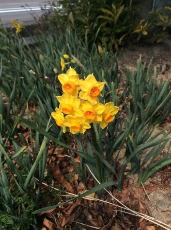 春の花②